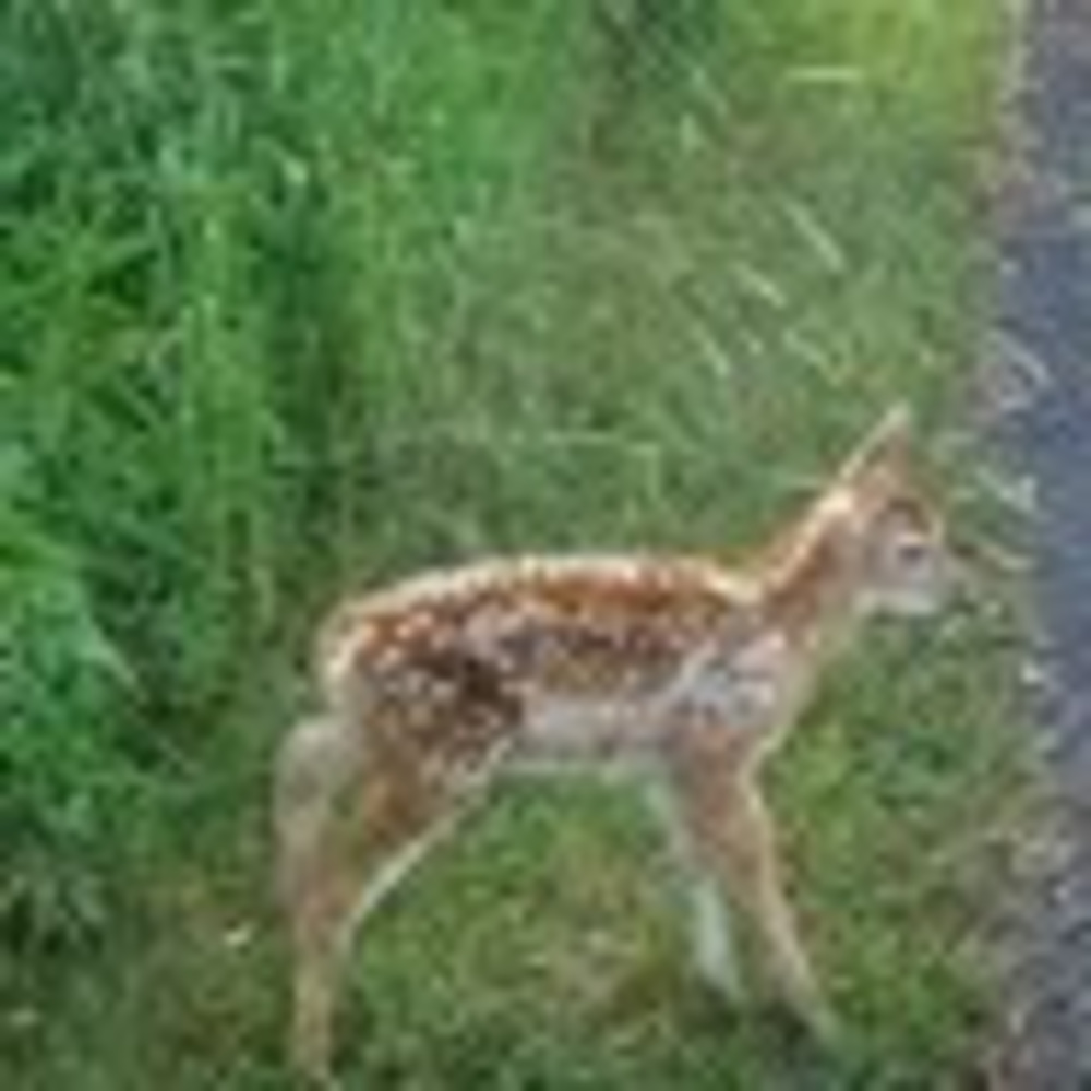 Meet your Posher, Lily